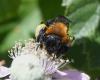 Andrena thoracica
